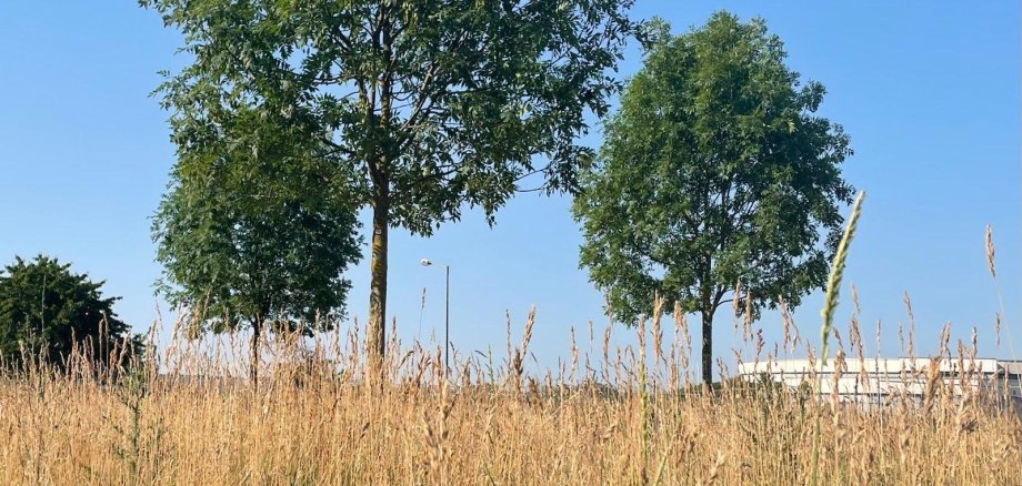 Natur Natur