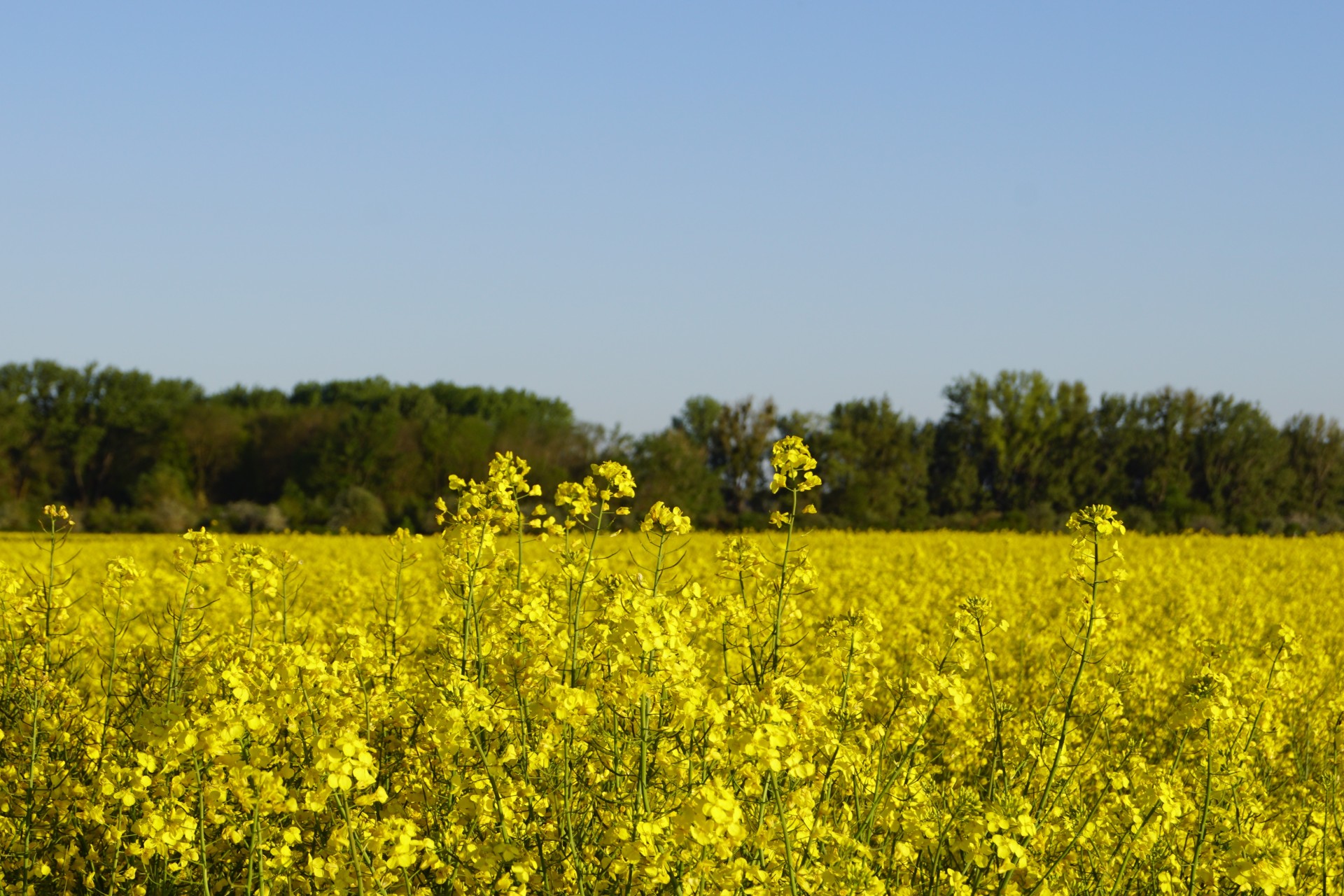 Rapsfeld in Gimbsheim