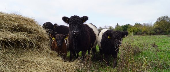 Rinder (Galloways) auf der Weide Rinder auf der Weide