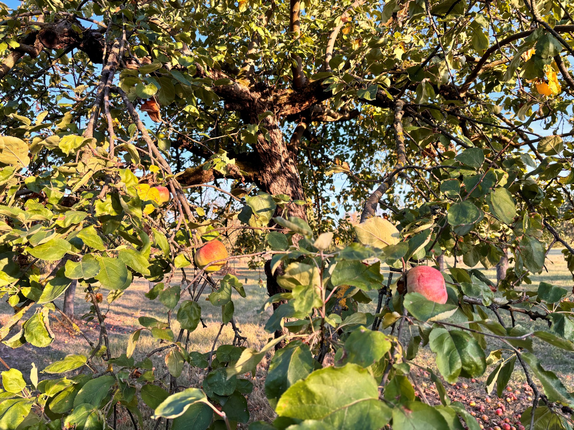 Apfel auf Streuobstwiese