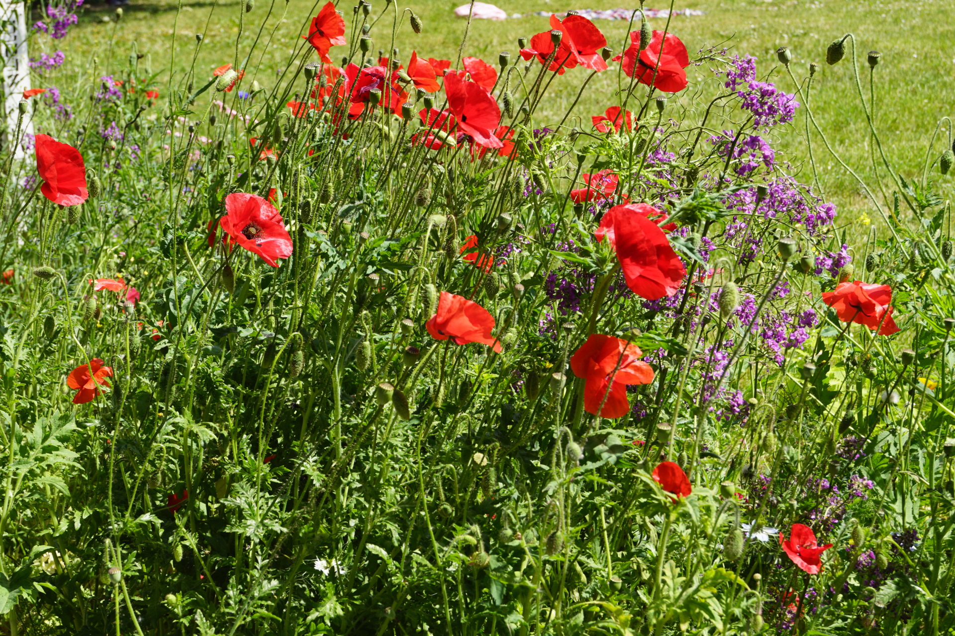 Wiese mit Mohnblumen
