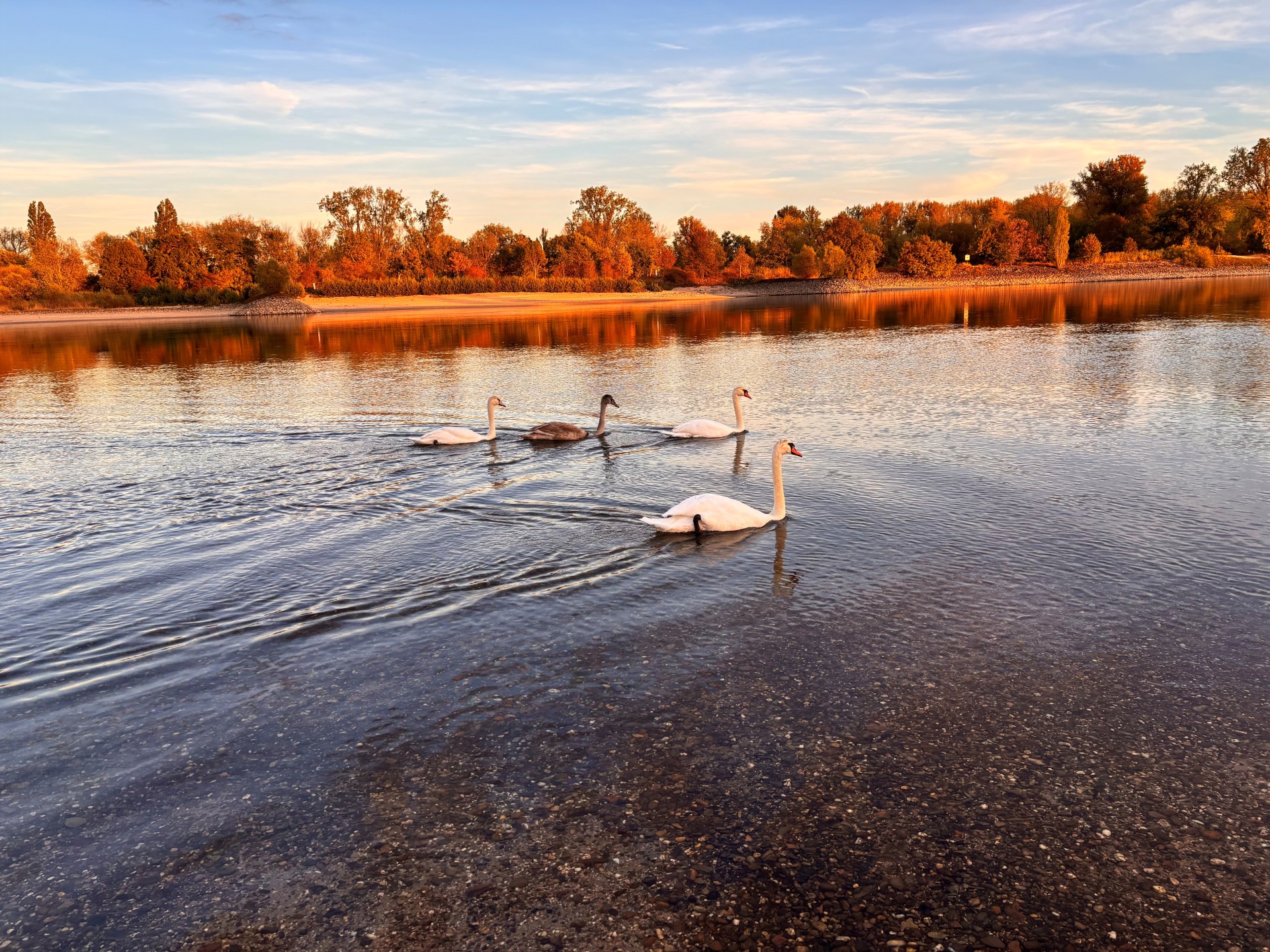 Schwäne auf dem Rhein