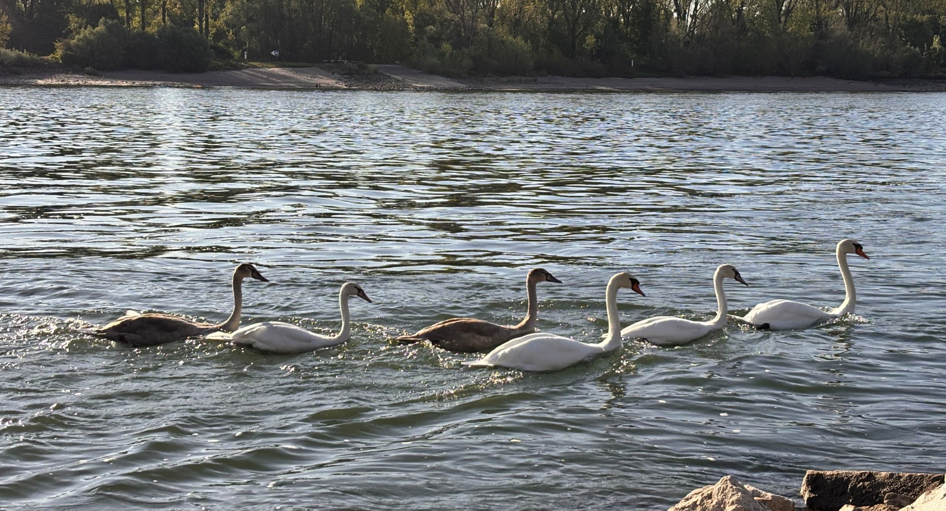 Schwäne auf dem Rhein bei Hamm 