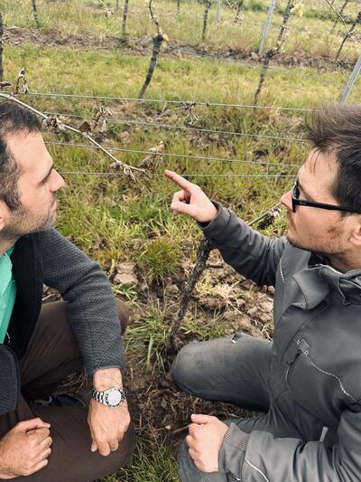 Jungtriebe im Weinberg