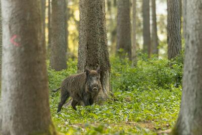Afrikanische Schweinepest & Vogelgrippe-Virus