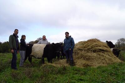 Galloways vom Altrhein