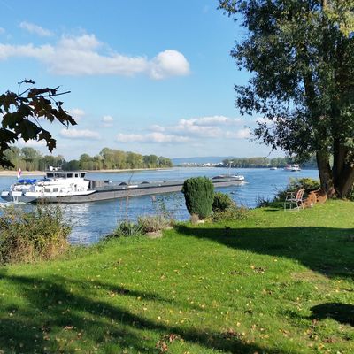 Bild vergr��ern: Rheinufer Eich